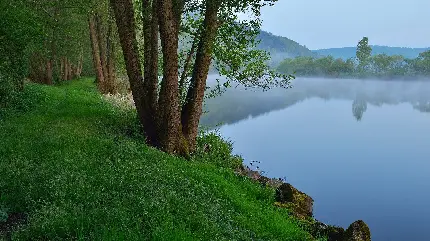 والپیپر زیبا و دیدنی از طبیعت جنگل سرسبز و رویایی 