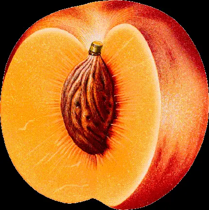  png عکس هسته هلو Peach غیر قابل مصرف با بافت مستحکم