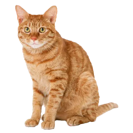عکس پی ان جی از گربه نارنجی بدون زمینه مخصوص نرم افزار فتوشاپ