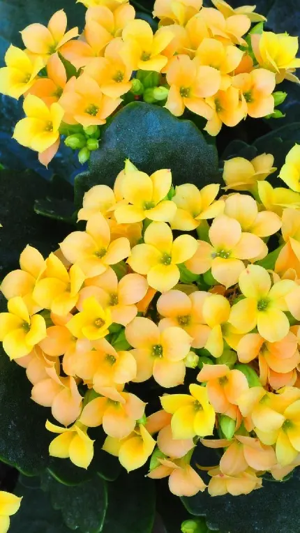 تصویر گل های زرد فصل بهار با گلبرگ های تقریبا متقارن