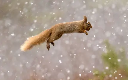 عکس زمینه جالب از سنجاب قشنگ در حال پرش در هوای برفی