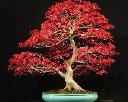 دانلود رایگان تصویر زیبای درخت بونسای افرا ژاپنی 