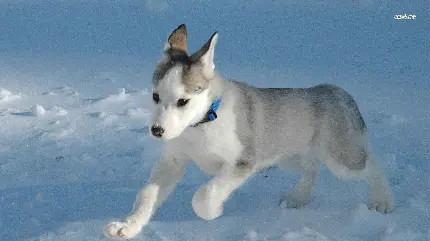 دانلود عکس رایگان سگ هاسکی مقاوم در برابر آب و هوای خشن قطب