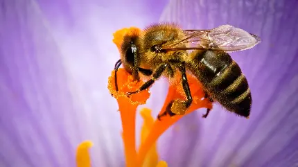 پس زمینه جالب و زیبا از زنبور به هنگام کشیدن گرده گل