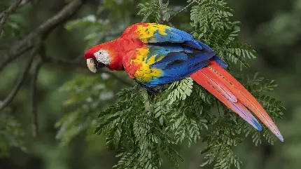  تصویر جالب و حیرت انگیز از پرنده با بال های رنگارنگ 
