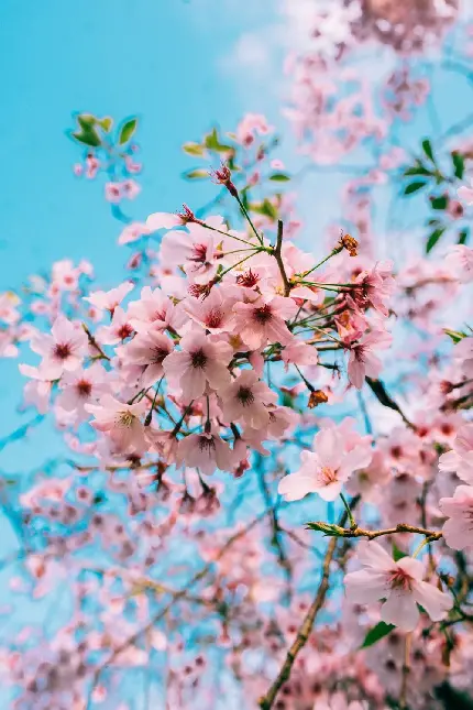 دانلود عکس حیرت آور از شکوفه های صورتی دوست داشتنی درخت بهاری