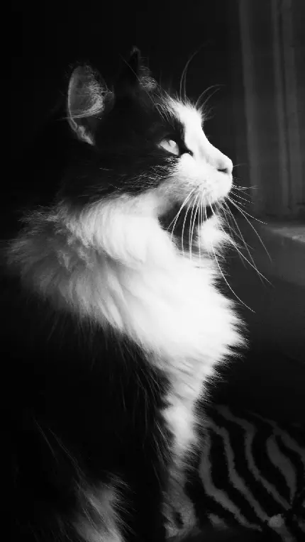 دانلود والپیپر گربه سیاه سفید با کیفیت بالا برای گوشی آیفون