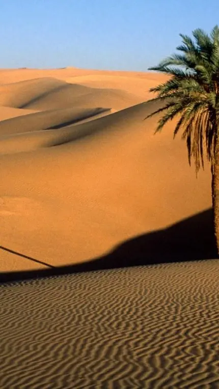 دانلود رایگان والپیپر درخت نخل در صحرای گرم برای موبایل سامسونگ 