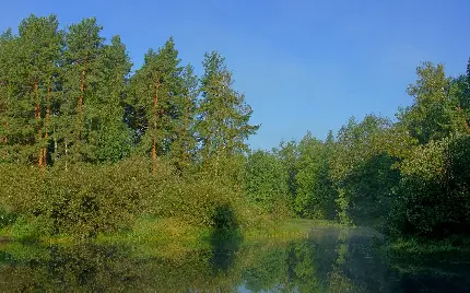 عکس پروفایل دریاچه وسط جنگل سرسبز برای تلگرام و واتساپ