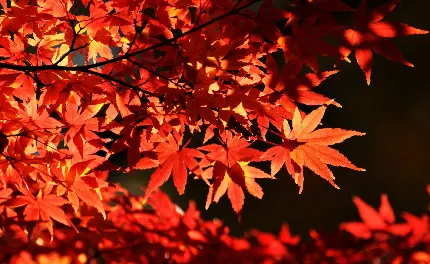 جدیدترین عکس برگ درخت افرا با رنگ پاییزی بی نظیر و تماشایی