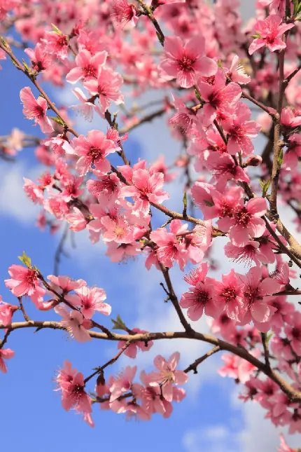 عکس پروفایل منحصر به فرد و زیبا از گل های درخت هلو 