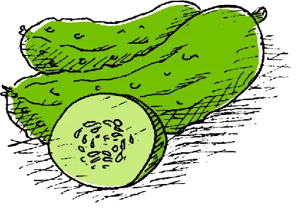عکس png خیار کارتونی یکی از میوه های مناسب برای فصل گرم