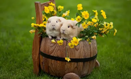  بکگراند فوق العاده قشنگ از خوکچه های هندی در کنار گل های زرد و زیبا 