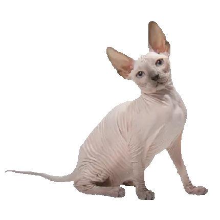 دانلود عکس پی ان جی png از گربه اسفینکس بدون مو سفید