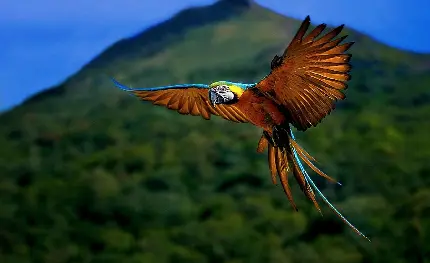  پروفایل دلپذیر رنگین ترین پرنده وحشی جهان برای ایتا و روبیکا