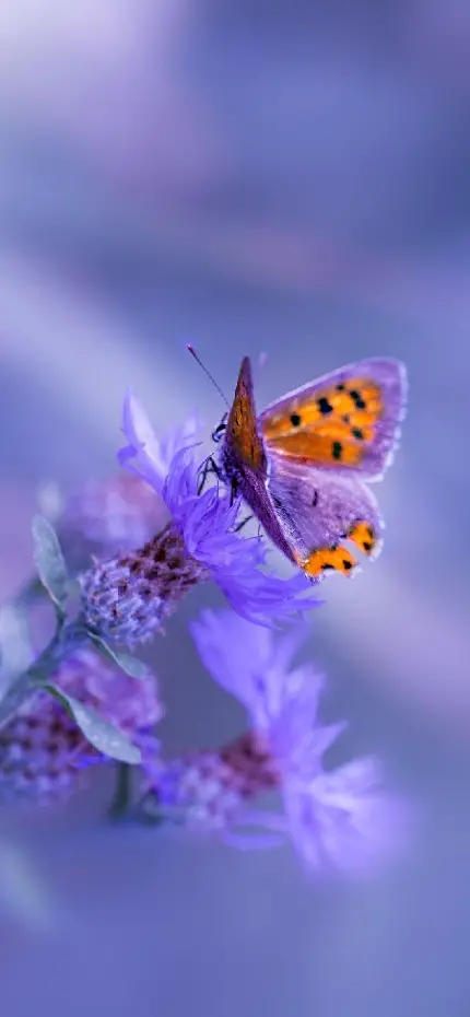 جدیدترین بک گراند بنفش پروانه با زمینه مات عکاسی حرفه ای