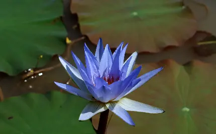 پس زمینه گل نیلوفر آبی یکی از محبوب ‌ترین گل ‌های تزئینی