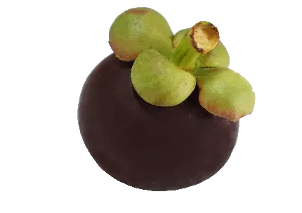 جدیدترین تصویر تکی میوه جنگلی ترگیل PNG 
