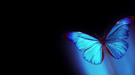 بکگراند جذاب از پروانه آبی رنگ با کیفیت فوق العاده 