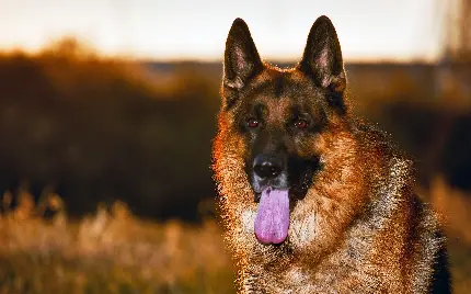 تصویر سگ آلمانی ژرمن شپرد با زمینه مات عکاسی حرفه ای