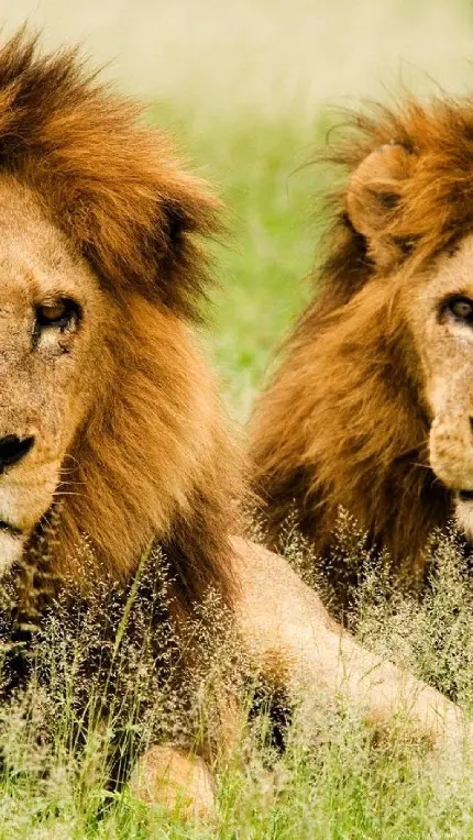عکس زمینه پسرانه دو شیر نشسته در چمنزار برای گوشی 