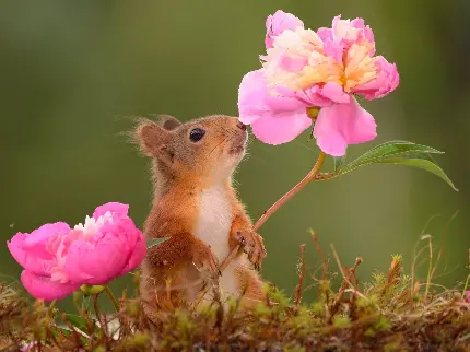 دانلود تصویر خارق‌العاده از سنجاب در کنار گل صورتی زیبا 