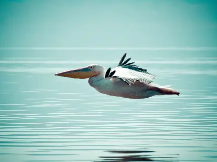 پربیننده ترین عکس پرنده پلیکان در طبیعت برای پست و استوری