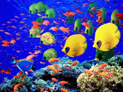 دانلود عکس استوک ماهی های زیبا و رنگی اقیانوس با کیفیت بالا