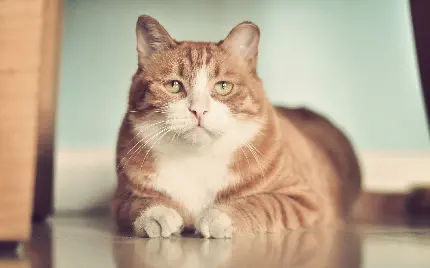عکس استوک گربه نارنجی خسته با چشم های سبز روشن برای چاپ