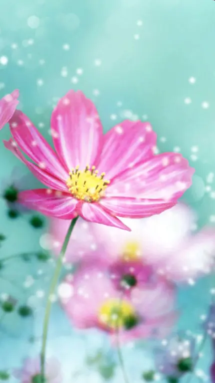 عکس گل بهاری صورتی با ادیت shine رویایی و خیال انگیز