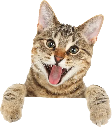 تصویر پی ان جی گربه شیطون مناسب پک استیکر خنده دار تلگرام