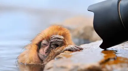 استوری عکسبرداری گوگولی از میمون سرخ کیوت در دریاچه