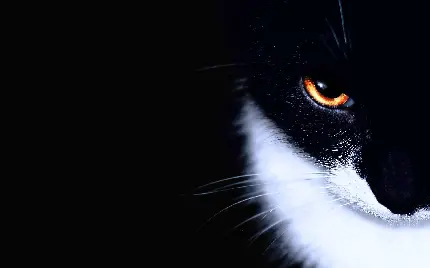 دانلود بک گراند فوق خفن گربه سیاه با چشمان نارنجی ترسناک 
