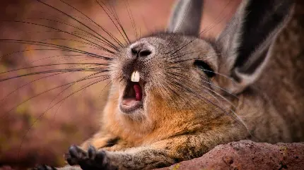 تصویر زیبای شکار لحظه ها از خرگوش وحشی هنگام خمیازه کشیدن 