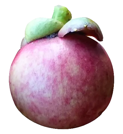 دانلود جدیدترین تصویر استوک از میوه ترگیل با وضوح بالا 