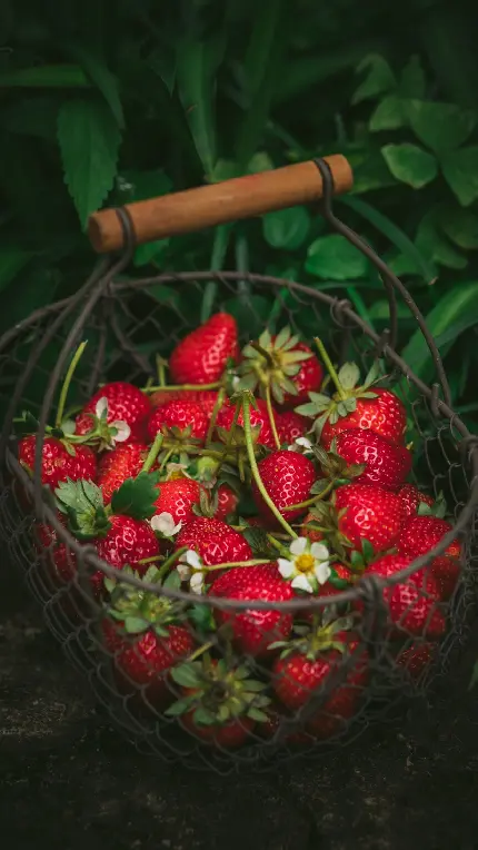 عکس توت فرنگی در باغ سرسبز با کیفیت مناسب برای زمینه گوشی