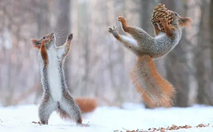 دانلود عکس تصویر جذاب و قشنگ از دوتا سنجاب در فصل زمستان 