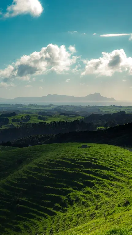 قشنگ ترین والپیپر تپه چمن با انبوه گیاهی وسیع برای موبایل