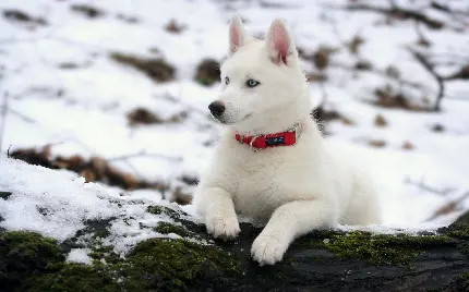 دانلود عکس های زیبا سگ هاسکی سفید و پشمالو با بهترین کیفیت
