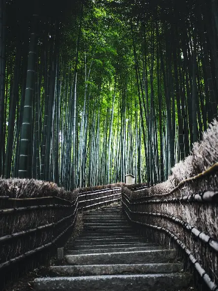 جاده باریک وسط جنگل های بامبو در چین زیستگاه پانداهای گوگولی 