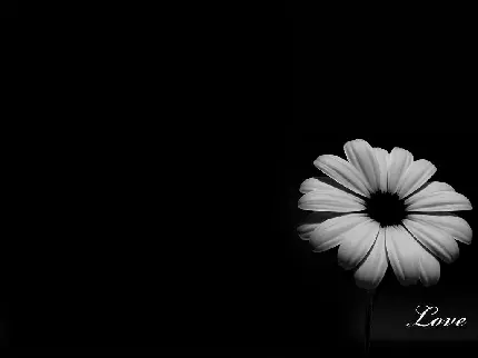 تصویر زمینه عاشقانه شاخه گل سیاه و سفید برای لپ تاپ