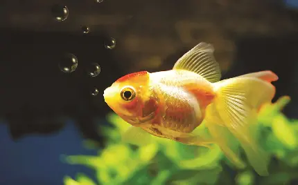 تصویر زمینه ماهی Goldfish با باله های شیشه های فوق العاده زیبا