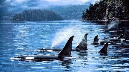 دانلود تصویر زمینه زیبا از نهنگ های قاتل در سطح آب