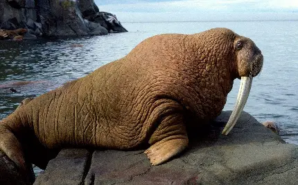 تصویر گراز دریایی سنگین و بزرگ برای علاقه مندان به حیوانات