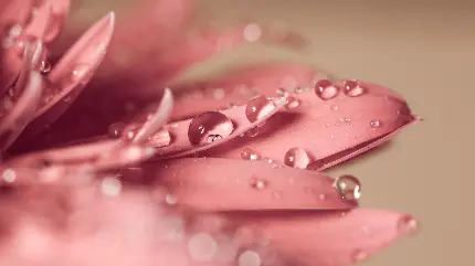 عکس زمینه از گل رز صورتی رنگ با گلبرگ اای آغشته به شبنم