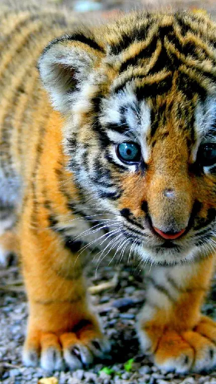 عکس بامزه و زیبا از توله ببر Tiger خوشگل و ملوس با چشمان درشت