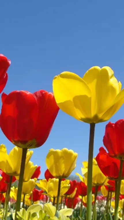 عکس گل بهار قرمز و زرد در منظره ای نفس گیر و تماشایی