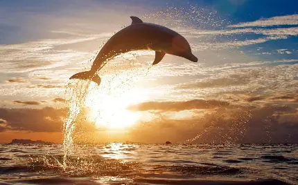دانلود عکس پرش دلفین روی آب دریا fish jump با کیفیت بالا