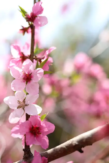 والپیپر فوق العاده زیبا از شکوفه های صورتی رنگ با کیفیت بالا 