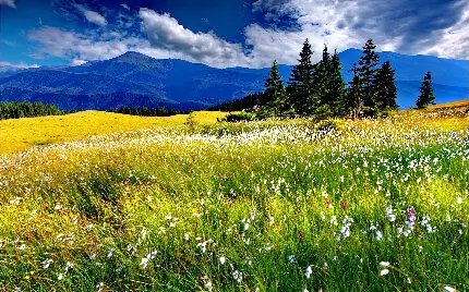 عکس چمن برای فتوشاپ